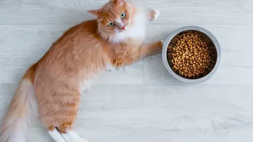 alimentos para gatos